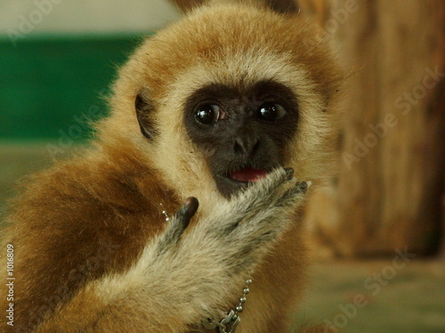 singe, thailande