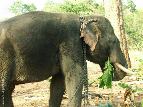 elephant, thailande