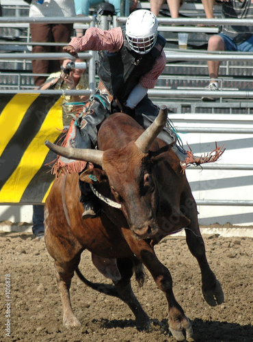 bull & rider photo