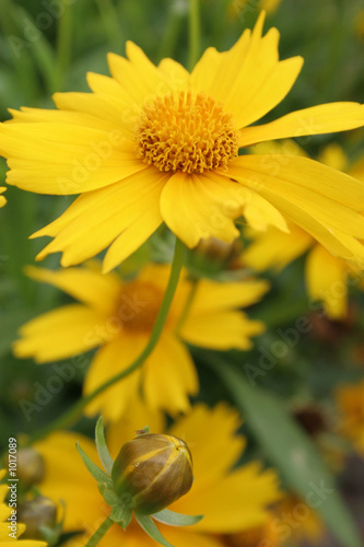 yellow flower with rosebud
