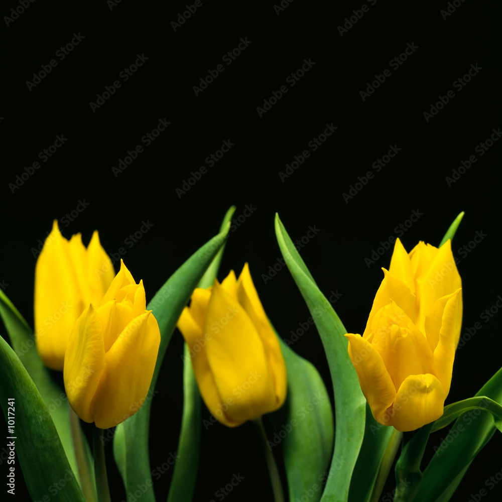Naklejka premium tulips ii