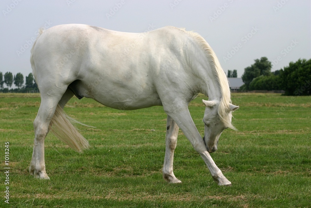 scratching grey horse