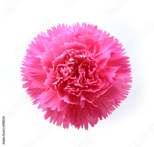 pink carnation