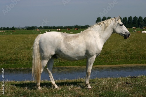 grey horse, green pasture © E. Spek