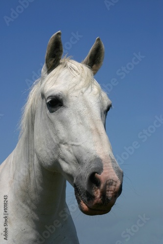 grey horse portrait © E. Spek