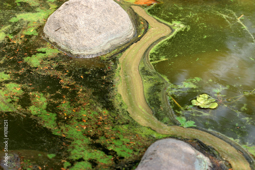 algal bloom