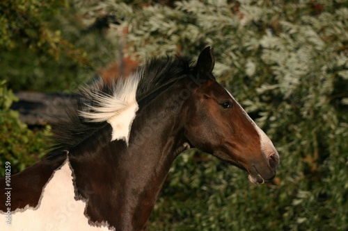 running horse head