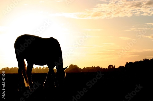 sunset silhouet horse
