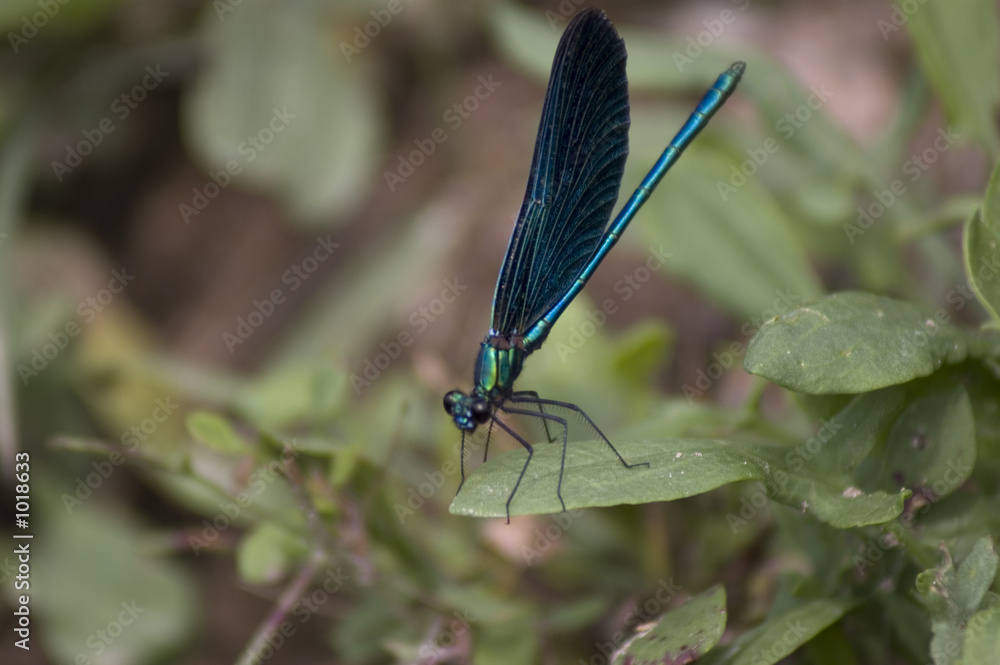libellule bleue de cours d'eau
