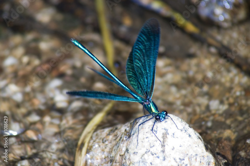 libellule bleue de cours d'eau