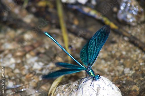 libellule bleue de cours d'eau