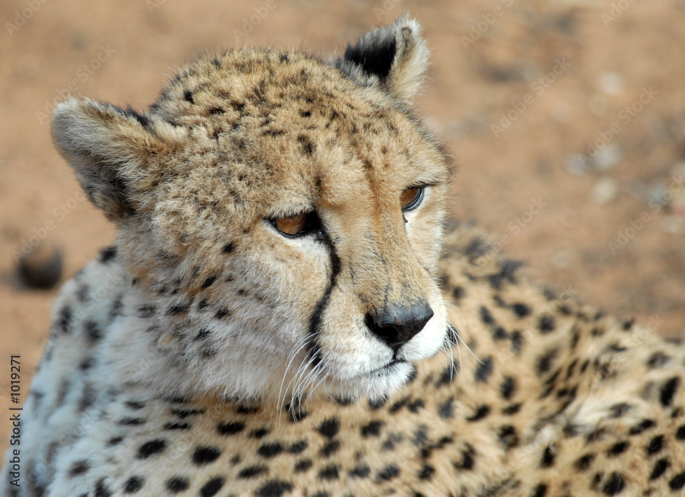 guépard-cheetah guépard-cheetah