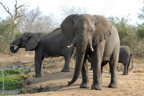   l  phant-elephant