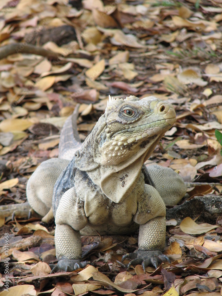 Fototapeta premium leguan