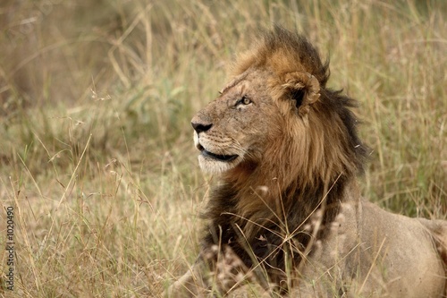 male lion © Jeff Schultes