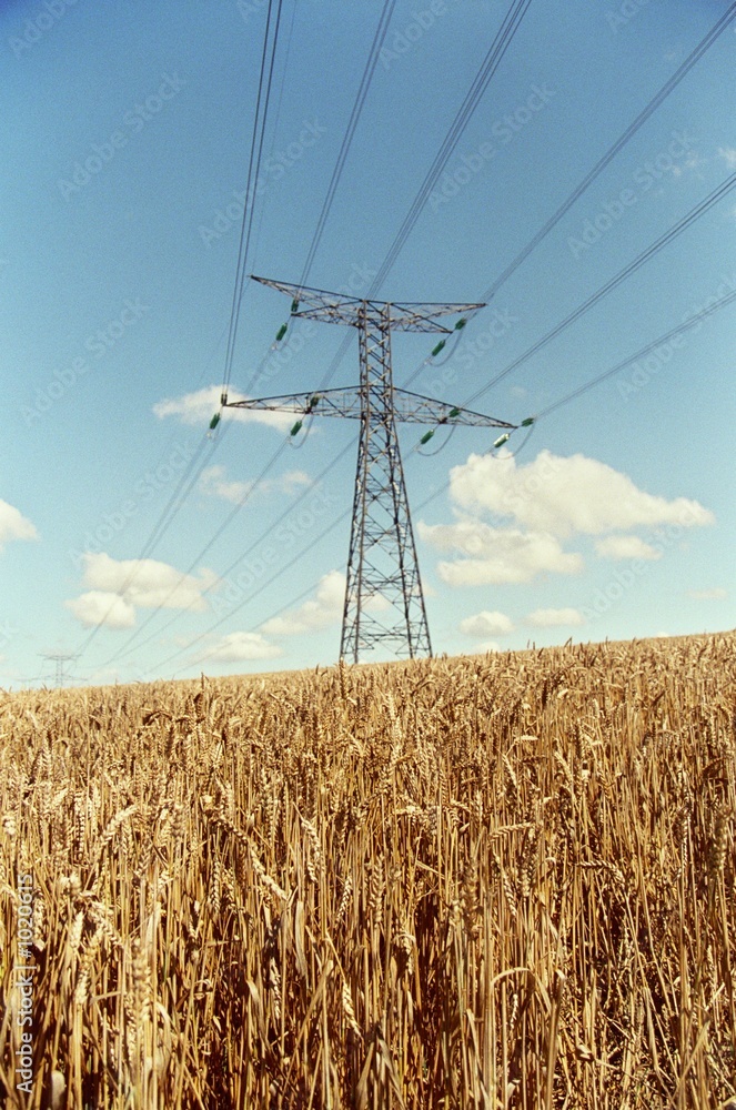 blé sous haute tension