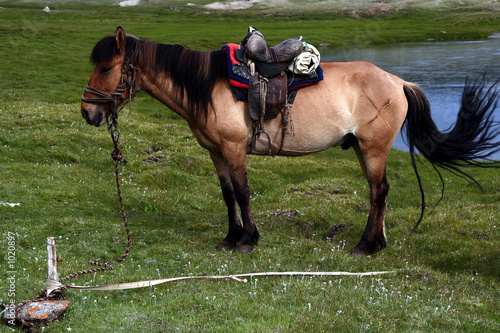 saddled mongolian horse