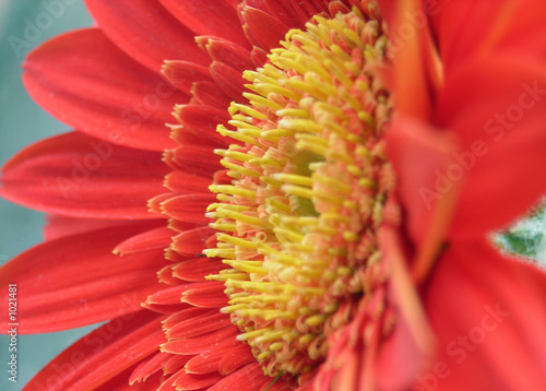 red daisy