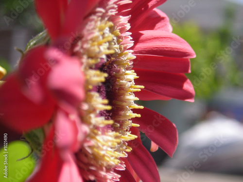 pink daisy