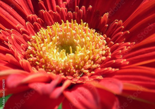 red daisy