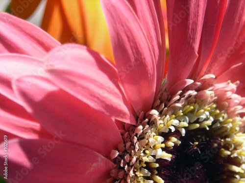 pink daisy