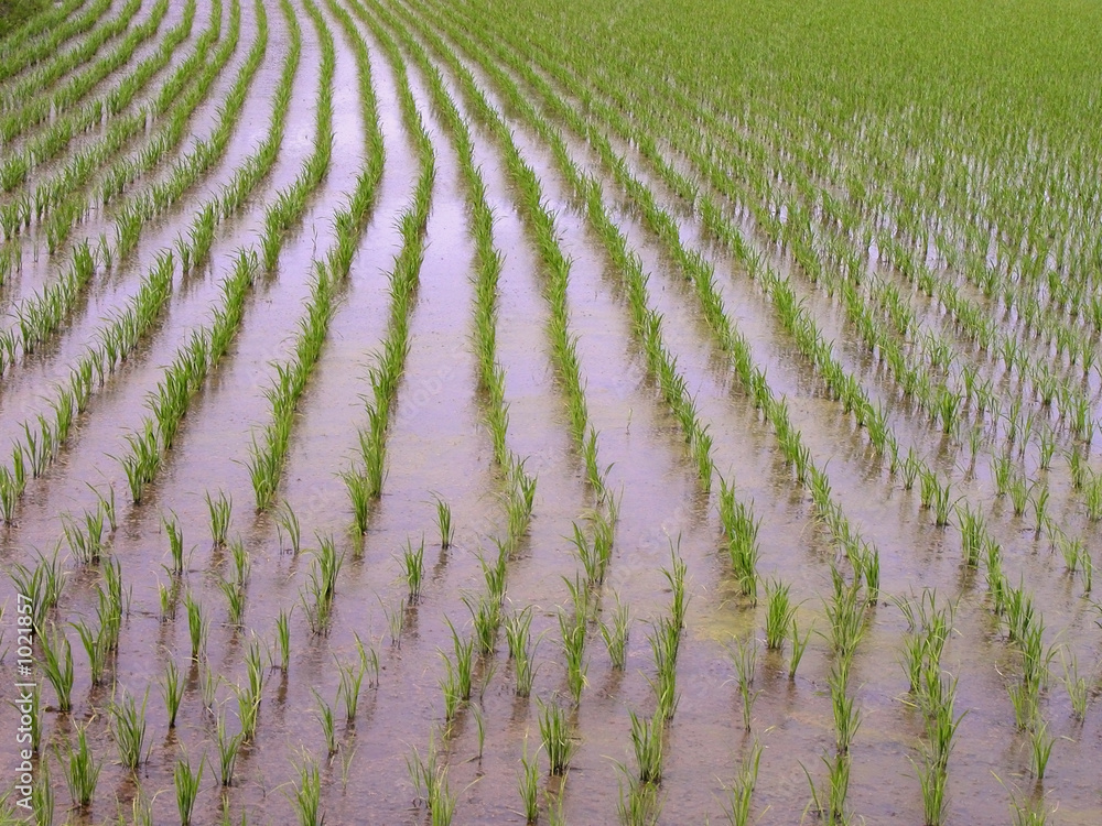 Naklejka premium rice field texture