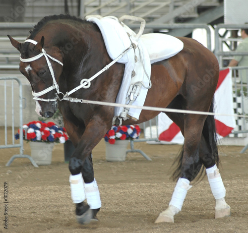 vaulting horse