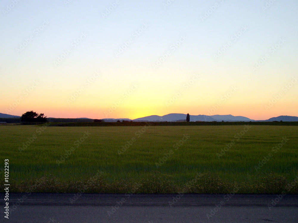 Fototapeta premium meadows