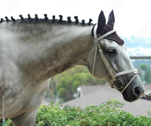 vaulting horse