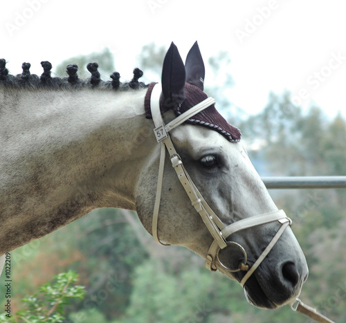 vaulting horse
