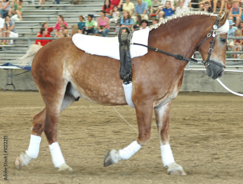 vaulting horse
