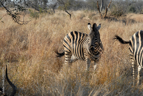 zebre-zebra