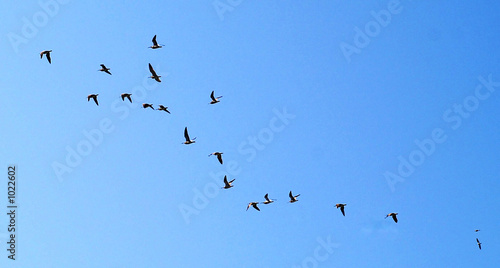les oiseaux de passage #1022602