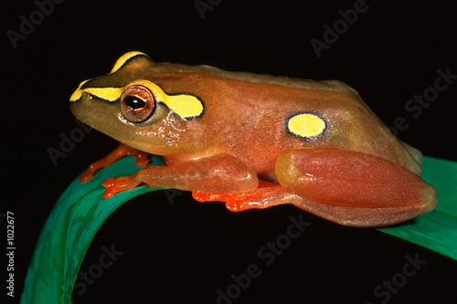 argus reed frog photo