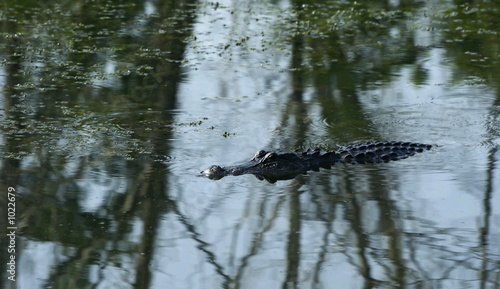 crocodile swimming in pond