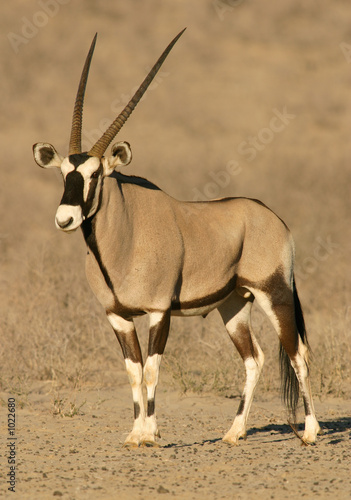 gemsbok antelope #1022680