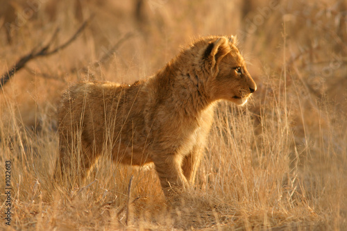 lion cub