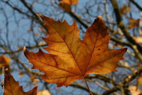last leaf to fall
