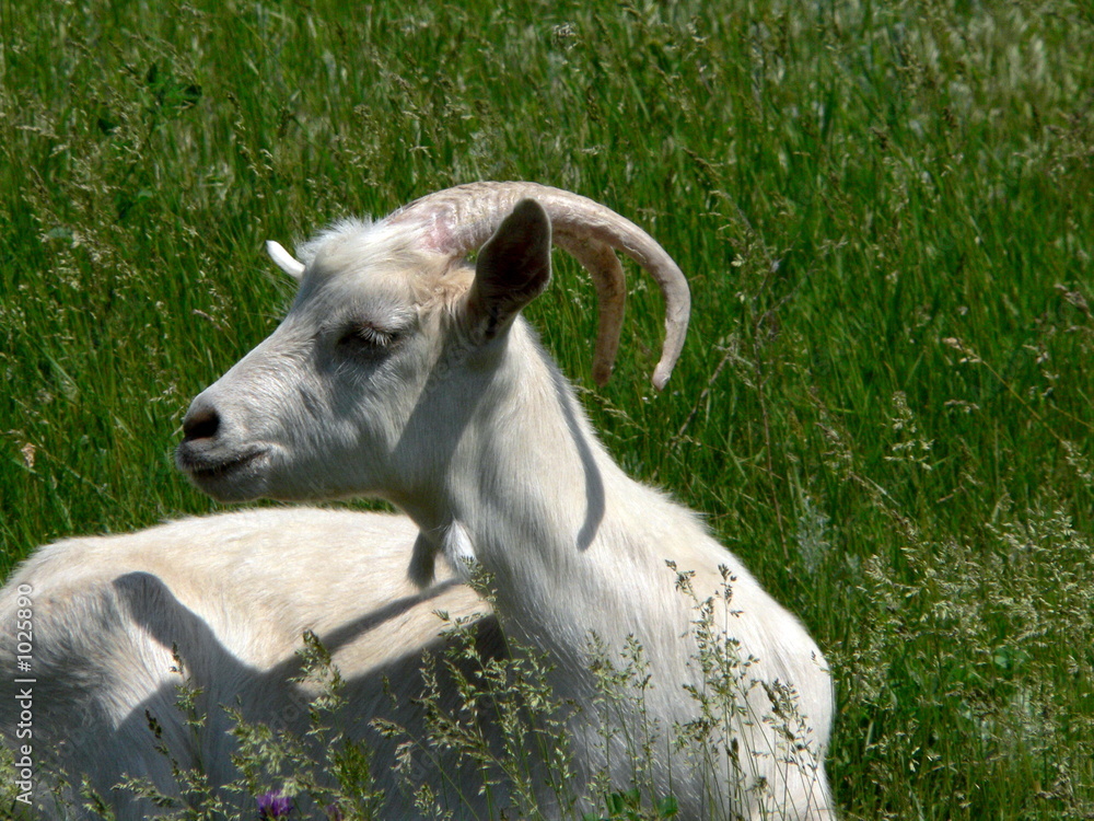 Fototapeta premium she-goat on meadow