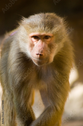 male hymadryas baboon