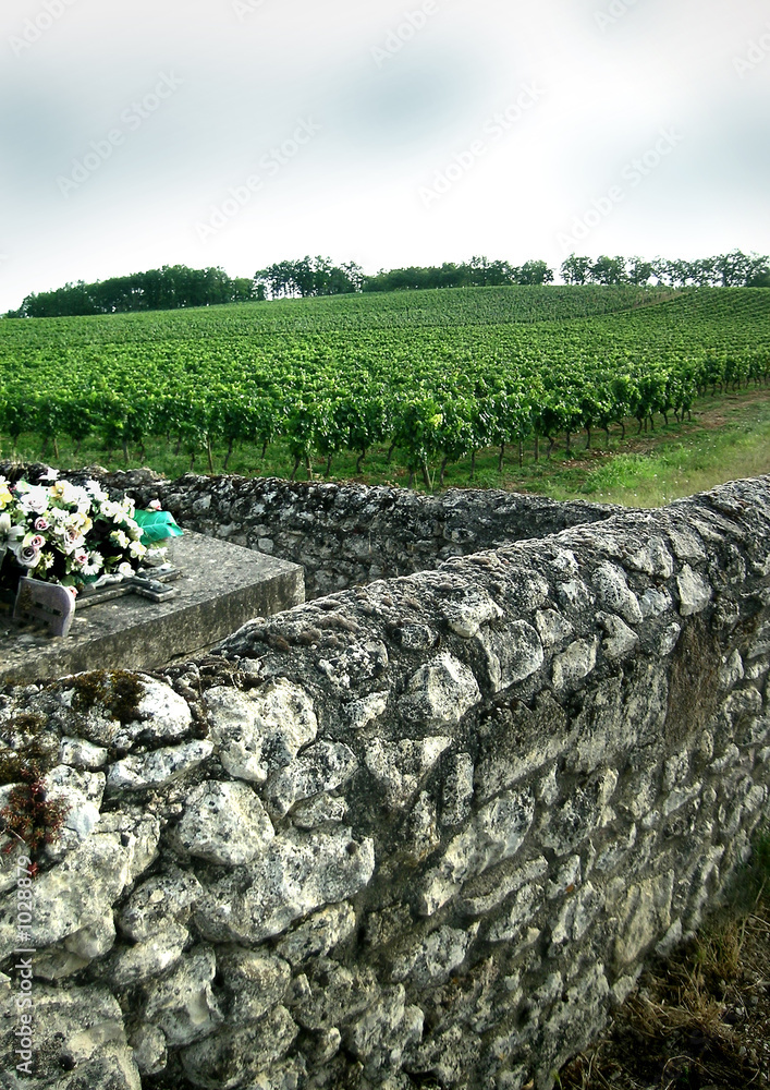 Fototapeta premium vignoble