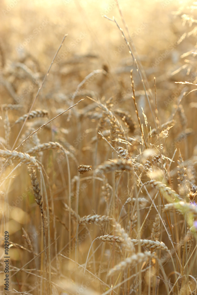 Fototapeta premium blé3