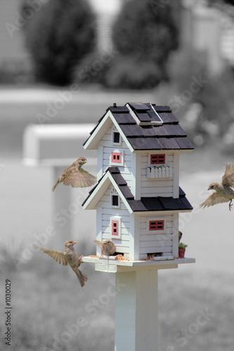 Photography flying birds on birdhouse bird feeder