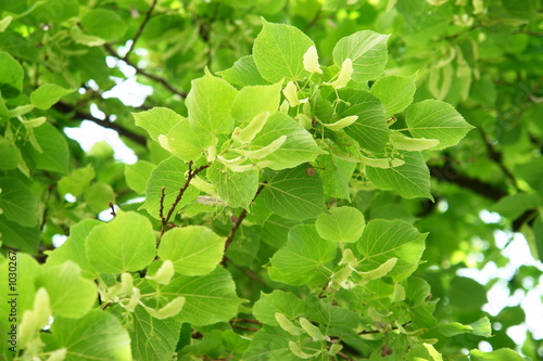 fresh green leaves close up