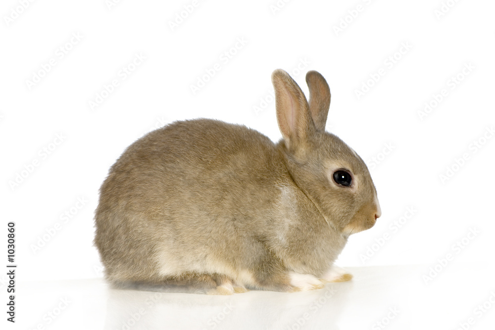 Obraz premium lapin sur fond blanc