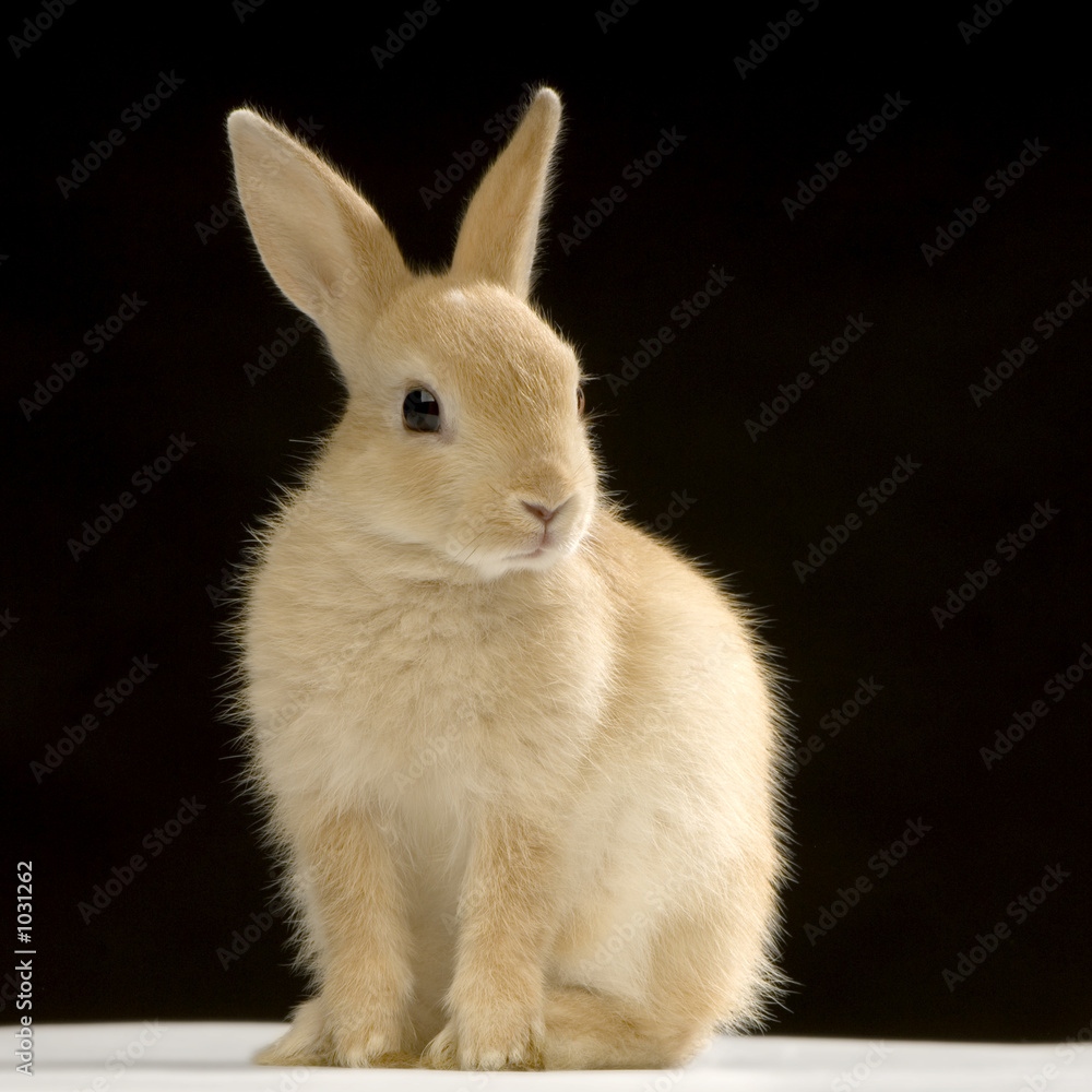 lapin sur fond noir lapin sur fond noir