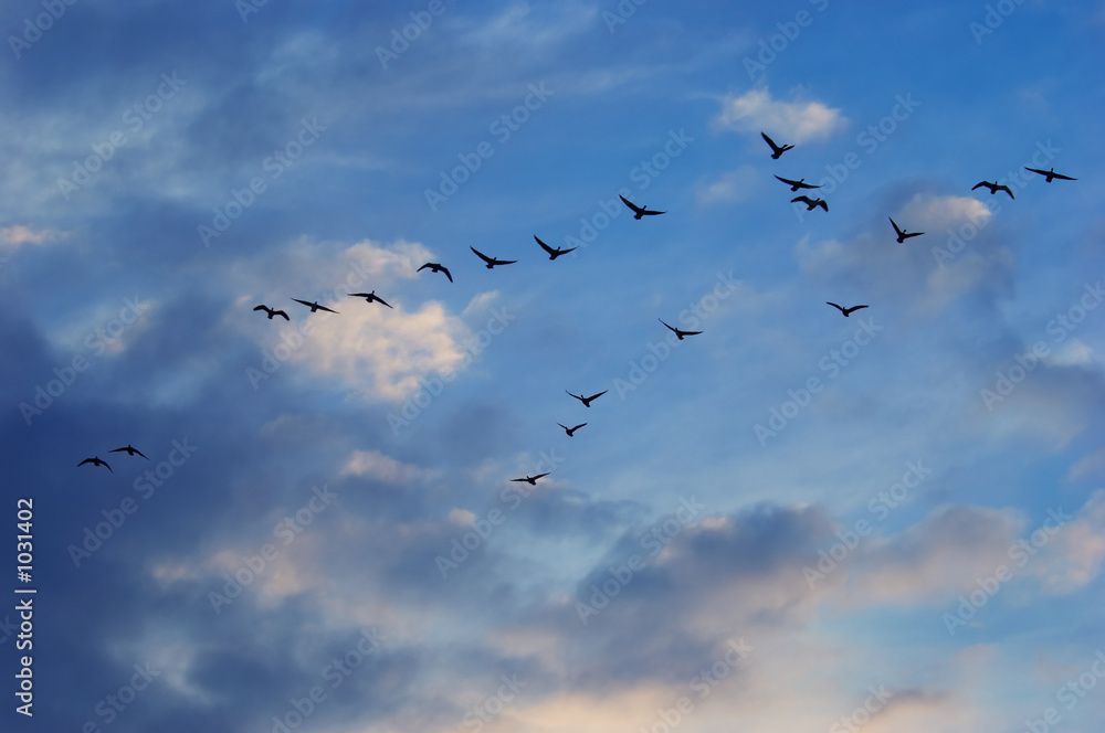 geese in the sky
