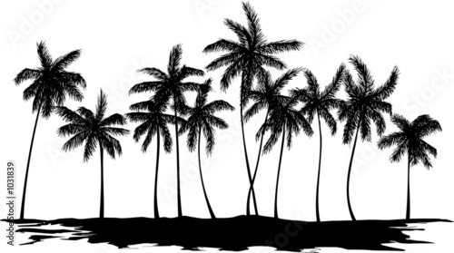 palm trees #1031839