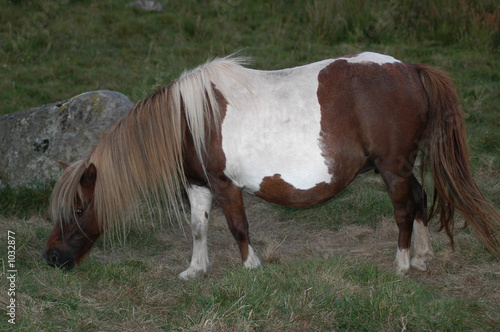 pregnant chestnut horse