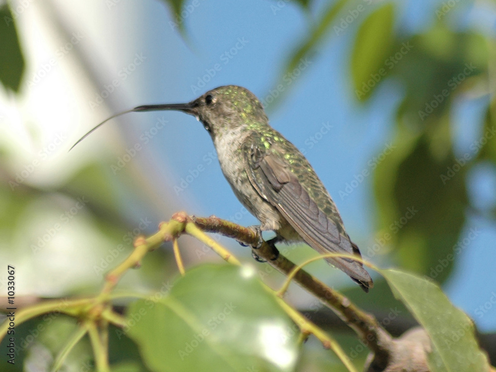 Naklejka premium hummingbird in a tree